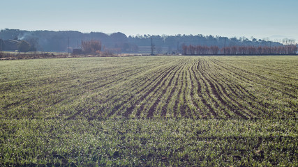 Fototapeta na wymiar Green cultivated field rural landscape on the countryside