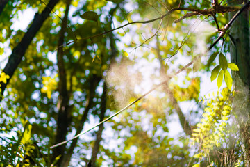 Blur nature bokeh green park by beach and tropical coconut trees
