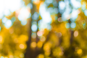 Obraz premium Selective green nature leaf with sunlight bokeh background.Vintage color tone style.