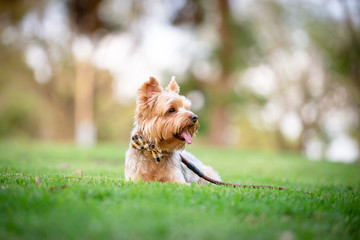 Yorkshire Terrier Puppy Sitting in a Grass Field