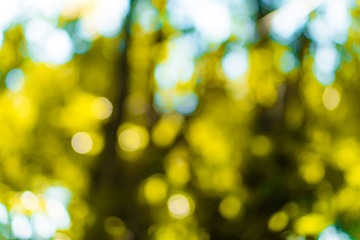 Selective green nature leaf with sunlight bokeh background.Vintage color tone style.