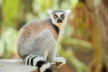 Naklejka premium Lemur