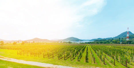 Naklejka premium Red wine with barrel on vineyard in green