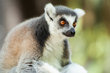Lemur