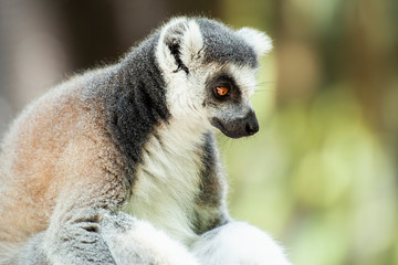 Lemur