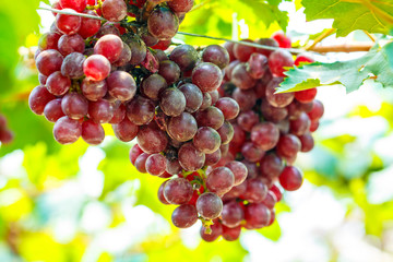 Ripe grapes hung on vineyards of grape trees. In the morning vineyard bunch of grapes on a vine in the sunshine