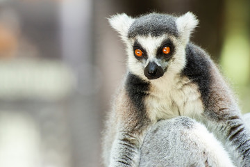 Lemur