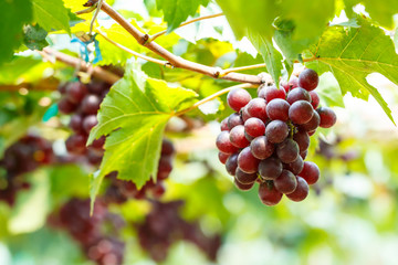 Ripe grapes hung on vineyards of grape trees. In the morning vineyard bunch of grapes on a vine in the sunshine