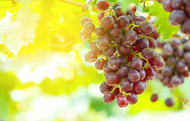 Ripe grapes hung on vineyards of grape trees. In the morning vineyard bunch of grapes on a vine in the sunshine