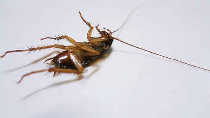 Cockroaches lie flat on a white background. Cockroaches that are hidden inside the house.