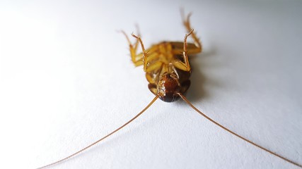 Cockroaches lie flat on a white background. Cockroaches that are hidden inside the house.