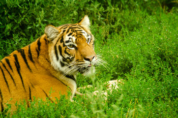 A Tiger gnawing on meat