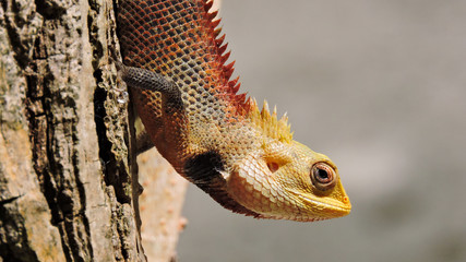 Colorful exotic lizard with sharp spikes in the back hunting flies on the tree trunk in Maldives