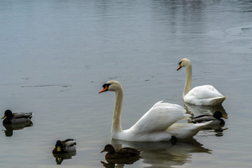 White swan in water