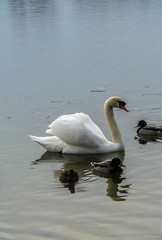White swan in water