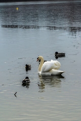 White swan in water