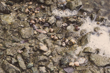 Shells on the river bank. Shell on the river coast. Stones and shells on the river shore.