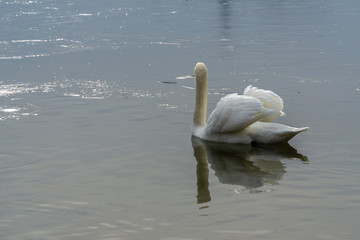 White swan in water