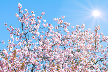 Beautiful cherry blossom trees or sakura blooming  in  spring day with  sunrise  background.