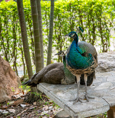 Fototapeta premium beautiful male peacock with feathers