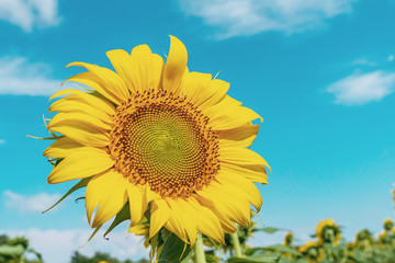 Obraz premium Sunflower field landscape close-up