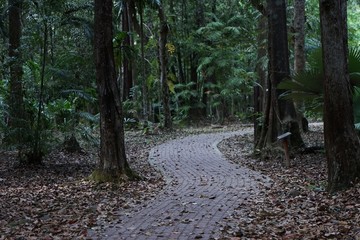 path in the forest