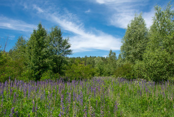 Fototapeta na wymiar Meadow of Lupinus (lupin, lupine) blooming in the forest