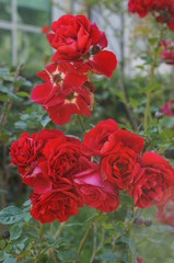 Montenegro flowers roses