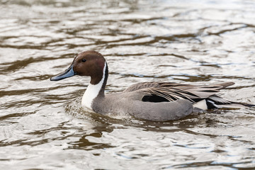 Wild duck on the water in bird sanctuary.