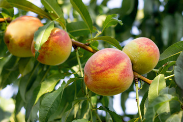 Juicy ripe peaches on a tree in sunny weather_
