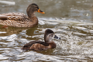 Wild duck on the water in bird sanctuary.
