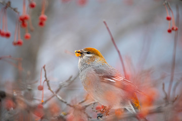 Pine Grosbeak