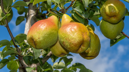 ripe fruit of pears hang on a tree branch close-up macro. Harvesting in the fall