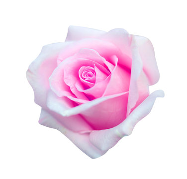 Pink rose isolated on white background, clipping path and - soft focus