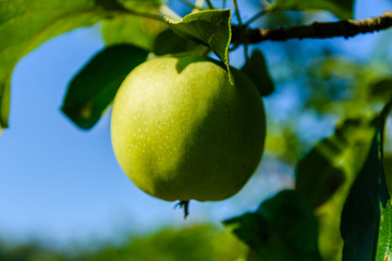 Unripe green apple on a branch of the apple tree