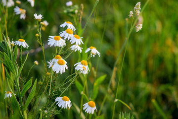 White chamomile in the field among the green grass. Copy space_