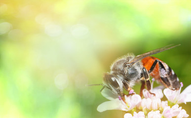 Close up insect bee on white flowers collects pollen for honeybee in the garden nature background