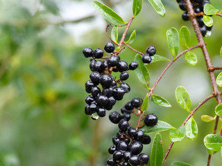 Gros plan sur une grappe de petites baies d'hiver de couleur noir bleuté à l'extrêmité d'un rameau pendant du troène commun (Ligustrum vulgare)