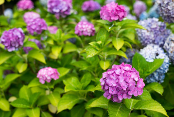 Fototapeta premium pink hydrangeas