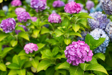 pink hydrangeas