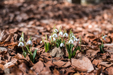 Snowdrops against old leaves in spring forest.