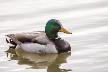 Fototapeta premium Wild duck on the water in bird sanctuary.
