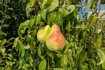 ripe fruit of pears hang on a tree branch close-up macro. Harvesting in the fall