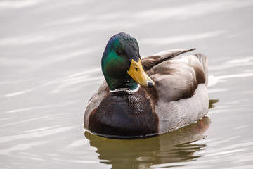 Obraz premium Wild duck on the water in bird sanctuary.