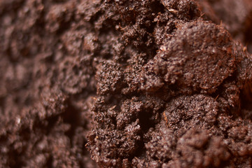 Ground for plant close up. selective focus. Concept ecology