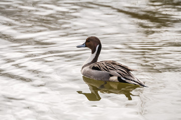 Wild duck on the water in bird sanctuary.