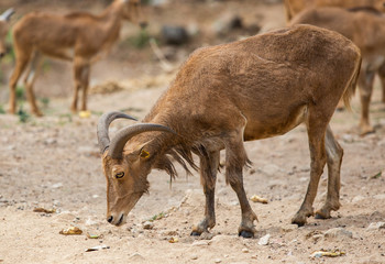 Naklejka na ściany i meble Goat in the open zoo, Goat in Thailand.Deer in the zoo, Deer in Thailand.