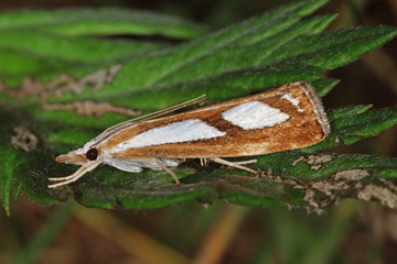 15.06.2018 DE, RLP, Mosel, Leiwen Catoptria permutatellus , Znsler Catoptria permutatellus (HERRICH-SCHŽFFER, [1848])