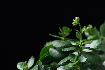 kalanchoe in cut plastic bottle with water on black background Macro, close up