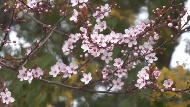 Early pink flowers on tree branches.